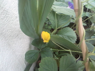[Foto de planta, jardin, jardineria]