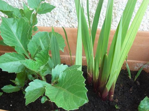 [Foto de planta, jardin, jardineria]