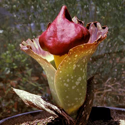 [Foto de planta, jardin, jardineria]