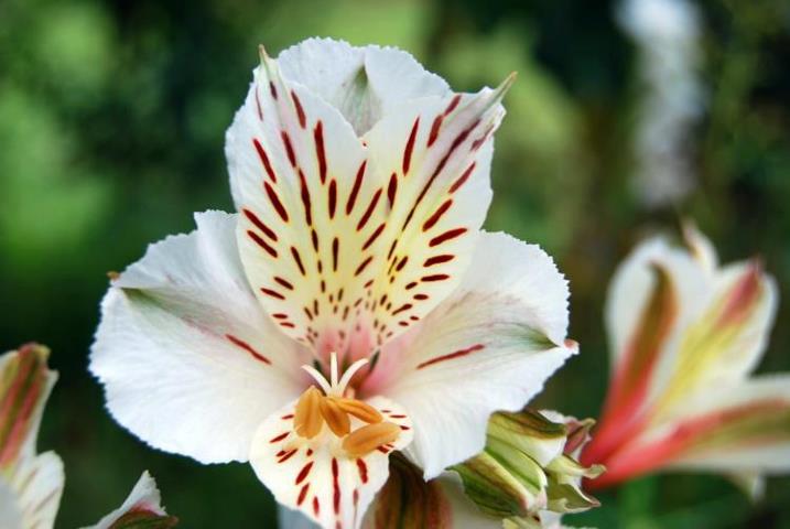 [Foto de planta, jardin, jardineria]