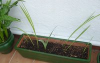 [Foto de planta, jardin, jardineria]