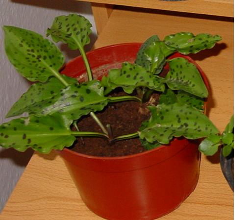 [Foto de planta, jardin, jardineria]