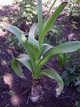 [Foto de planta, jardin, jardineria]