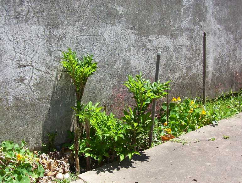 [Foto de planta, jardin, jardineria]