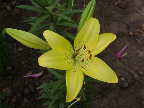 [Foto de planta, jardin, jardineria]