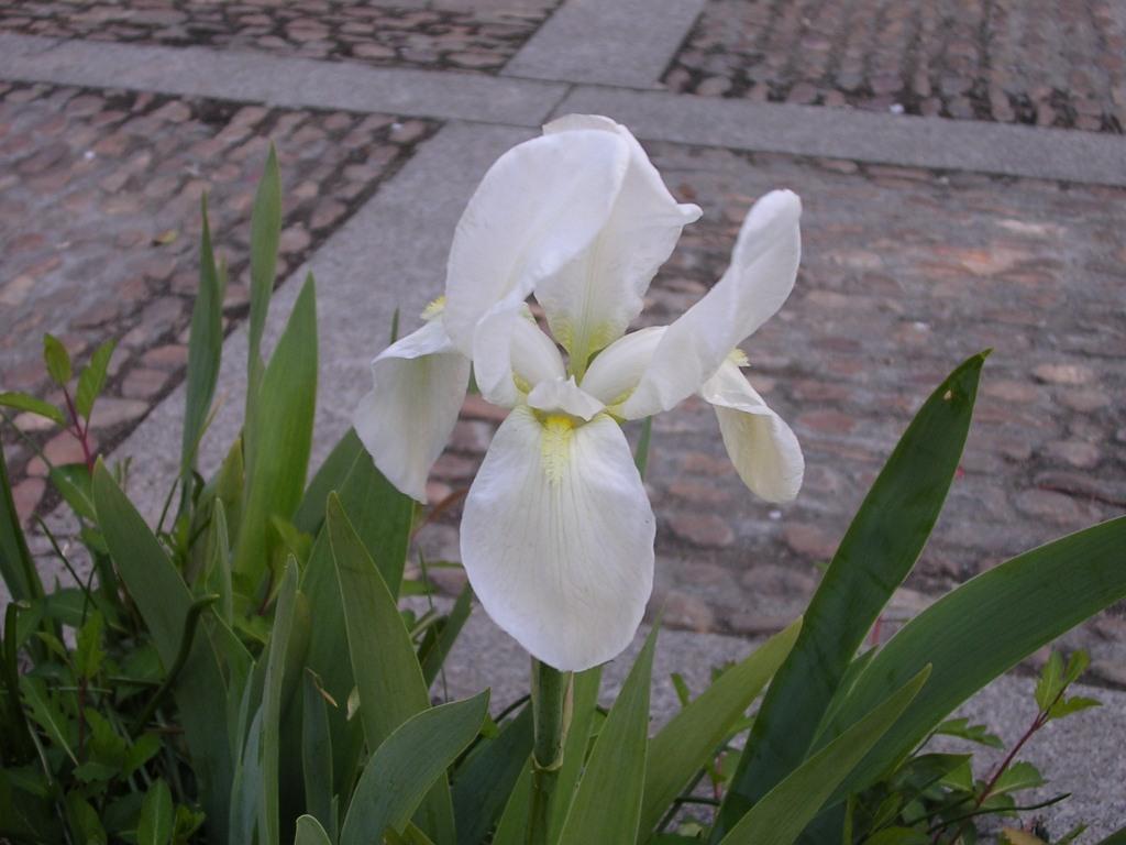 [Foto de planta, jardin, jardineria]