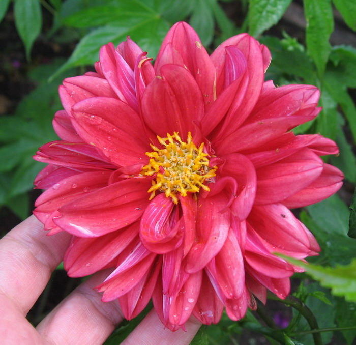 [Foto de planta, jardin, jardineria]