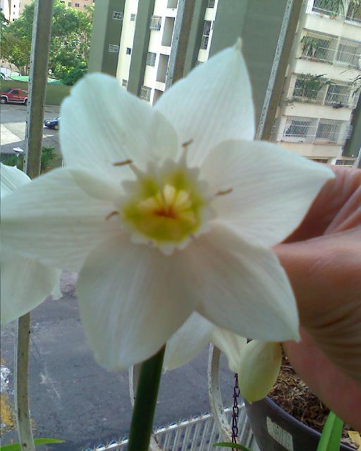 [Foto de planta, jardin, jardineria]