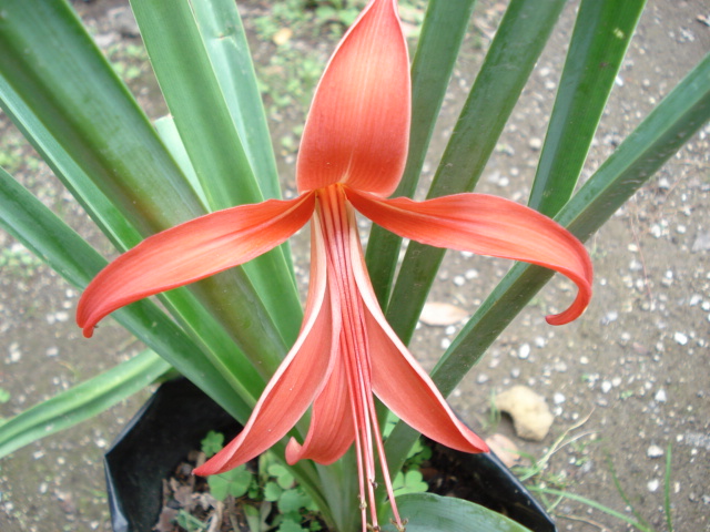 Flor de lis (Sprekelia formosissima)