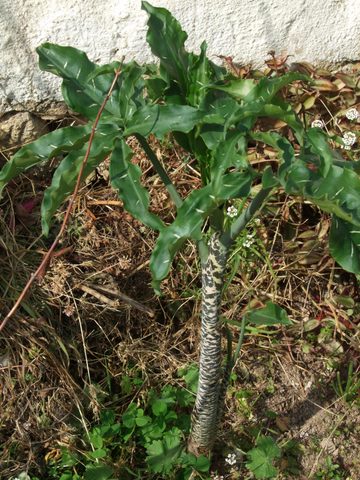 [Foto de planta, jardin, jardineria]