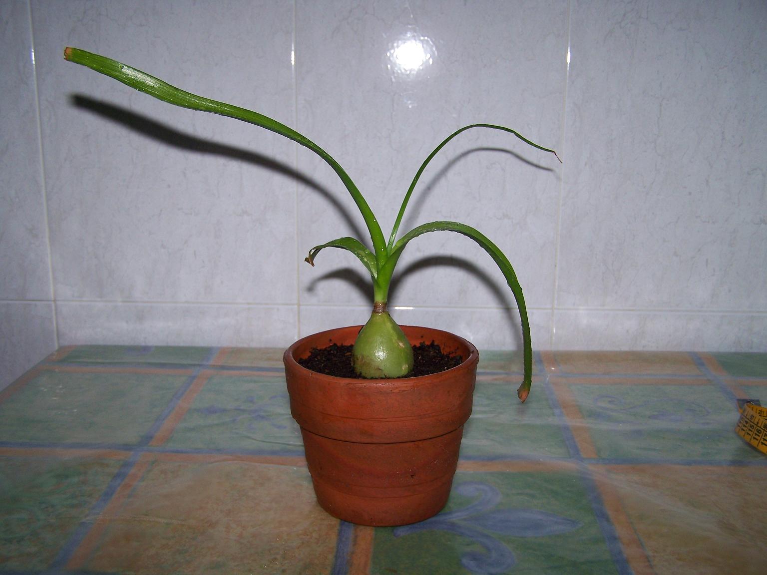 [Foto de planta, jardin, jardineria]