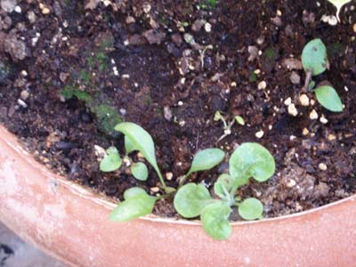 [Foto de planta, jardin, jardineria]