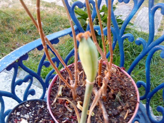 [Foto de planta, jardin, jardineria]