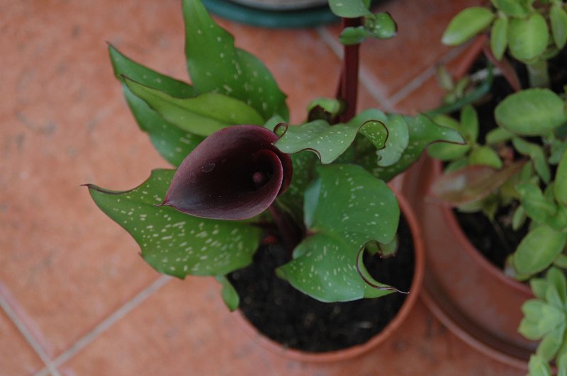 [Foto de planta, jardin, jardineria]