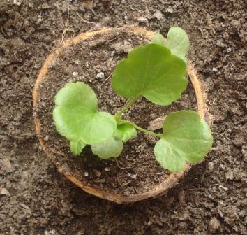 [Foto de planta, jardin, jardineria]