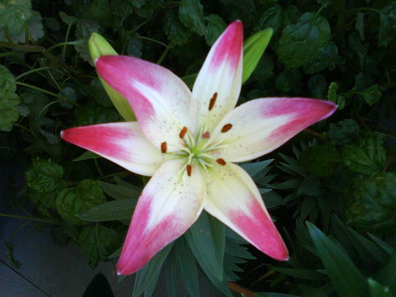 [Foto de planta, jardin, jardineria]