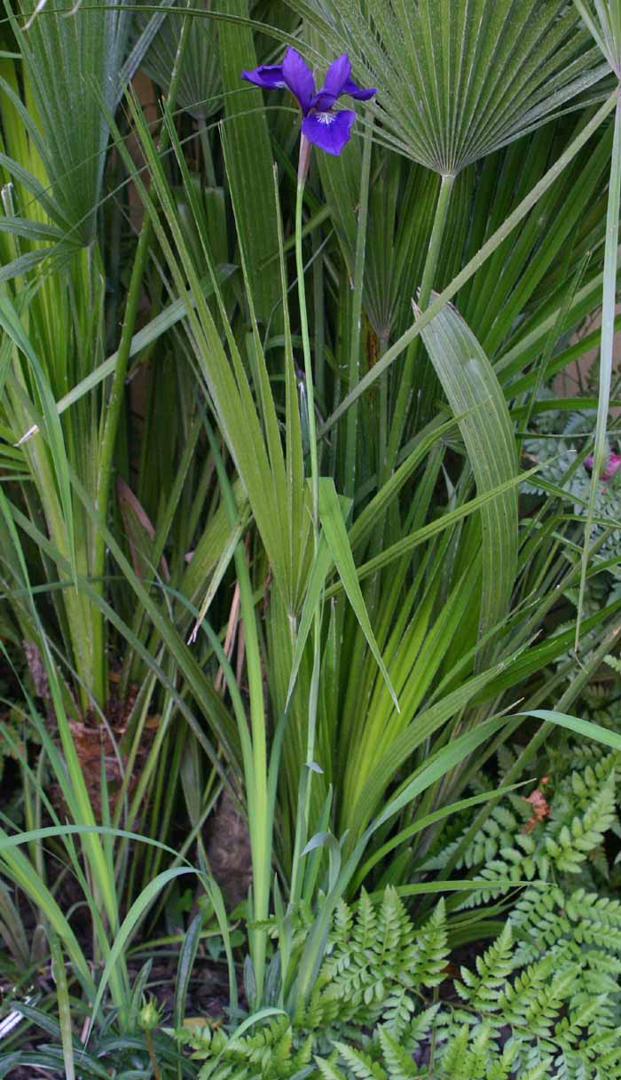 [Foto de planta, jardin, jardineria]