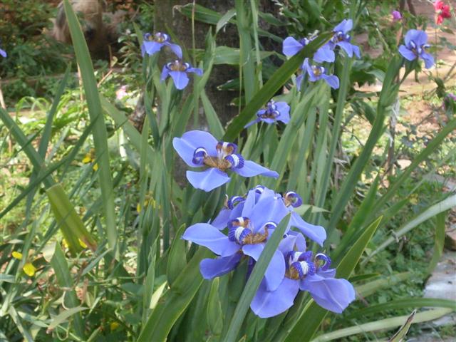 [Foto de planta, jardin, jardineria]