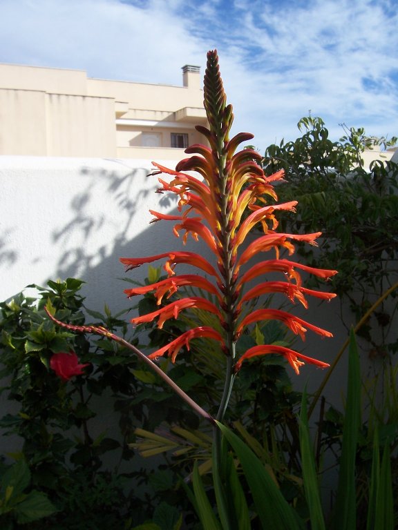 [Foto de planta, jardin, jardineria]