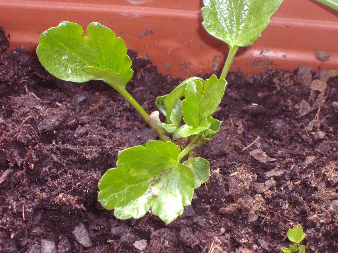 [Foto de planta, jardin, jardineria]