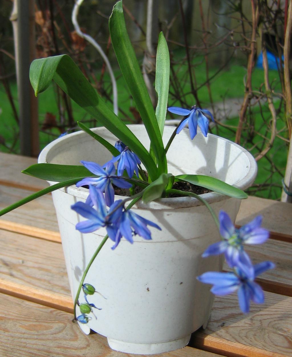 [Foto de planta, jardin, jardineria]