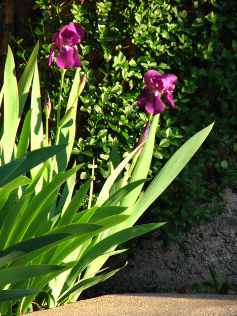 [Foto de planta, jardin, jardineria]