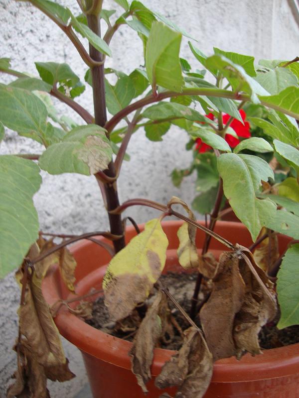 [Foto de planta, jardin, jardineria]