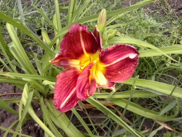 [Foto de planta, jardin, jardineria]