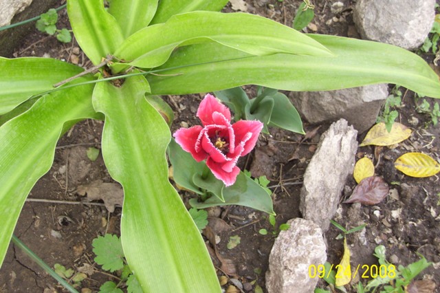 [Foto de planta, jardin, jardineria]