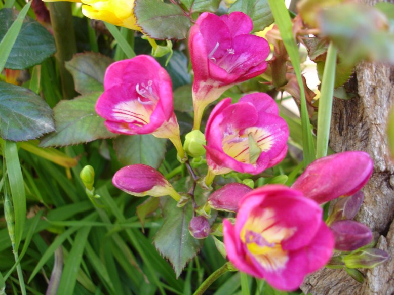 [Foto de planta, jardin, jardineria]