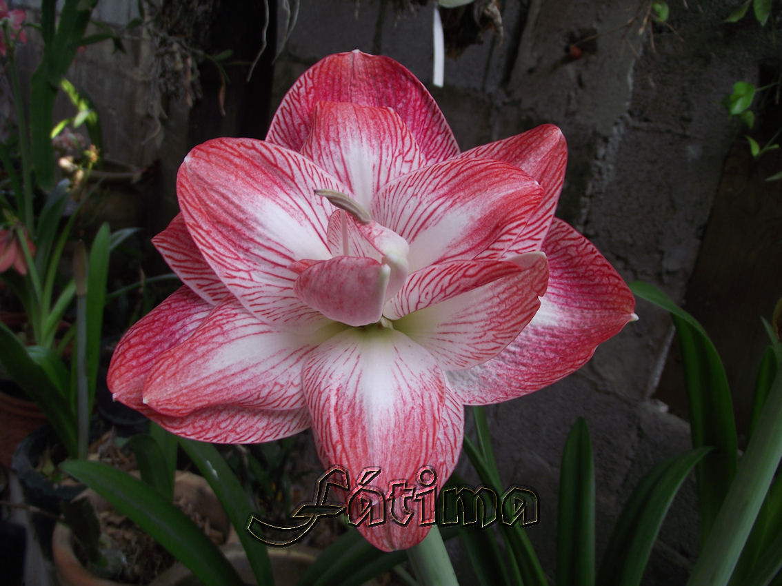 [Foto de planta, jardin, jardineria]