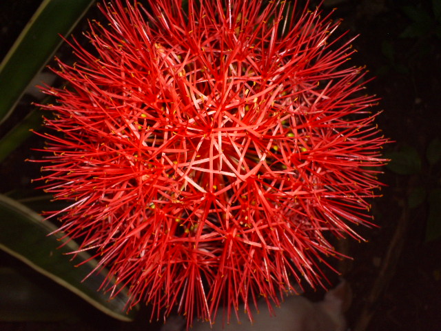 [Foto de planta, jardin, jardineria]