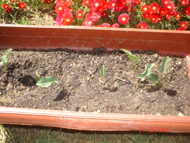 [Foto de planta, jardin, jardineria]