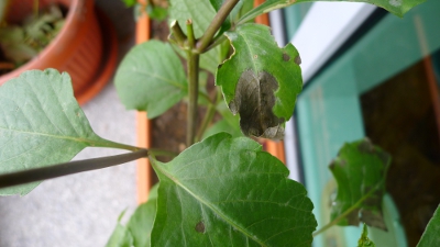 [Foto de planta, jardin, jardineria]