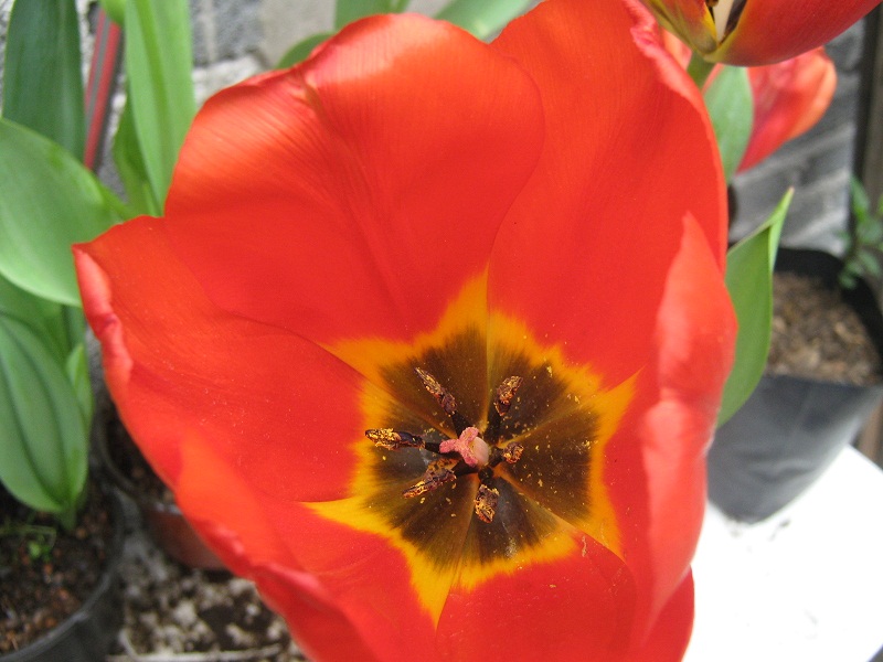 [Foto de planta, jardin, jardineria]