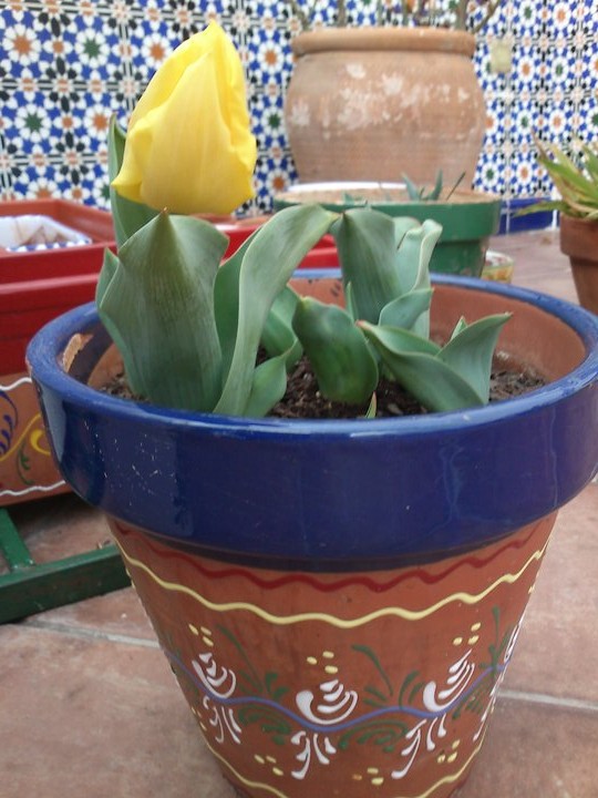 [Foto de planta, jardin, jardineria]