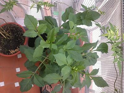 [Foto de planta, jardin, jardineria]