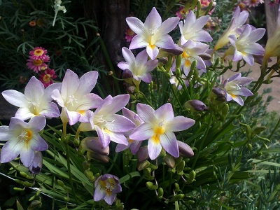 [Foto de planta, jardin, jardineria]