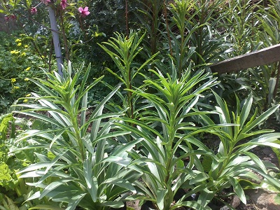[Foto de planta, jardin, jardineria]