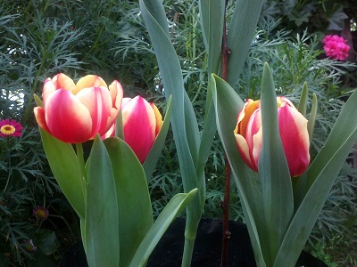 [Foto de planta, jardin, jardineria]