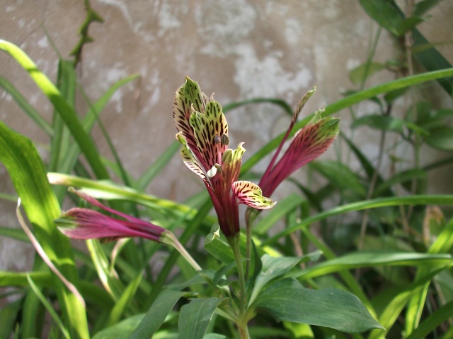 [Foto de planta, jardin, jardineria]