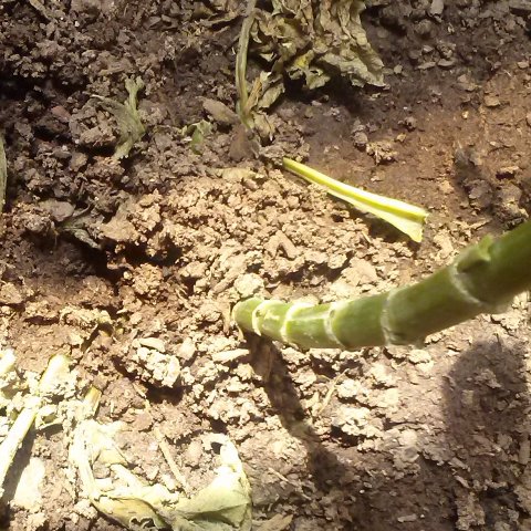 [Foto de planta, jardin, jardineria]