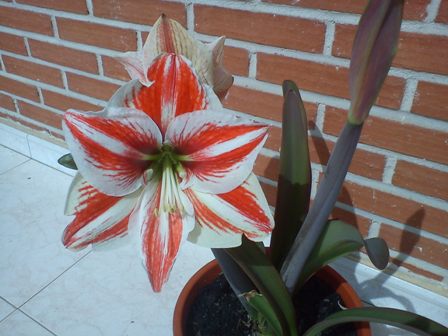 [Foto de planta, jardin, jardineria]