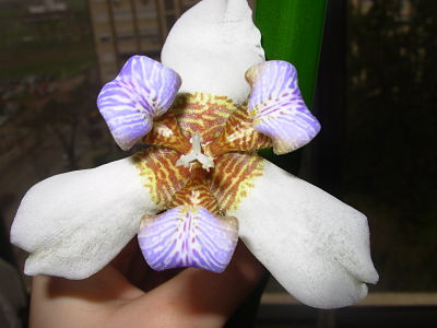 [Foto de planta, jardin, jardineria]