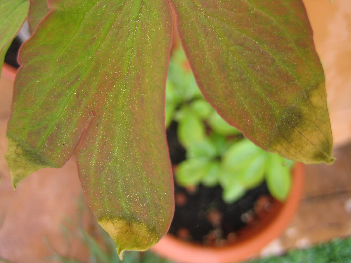 [Foto de planta, jardin, jardineria]