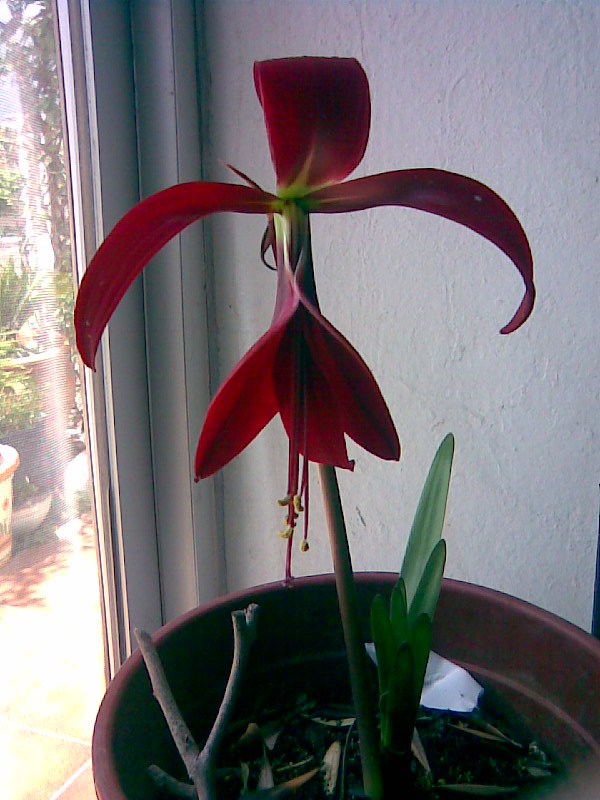 Flor de lis (Sprekelia formosissima)