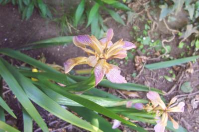 [Foto de planta, jardin, jardineria]