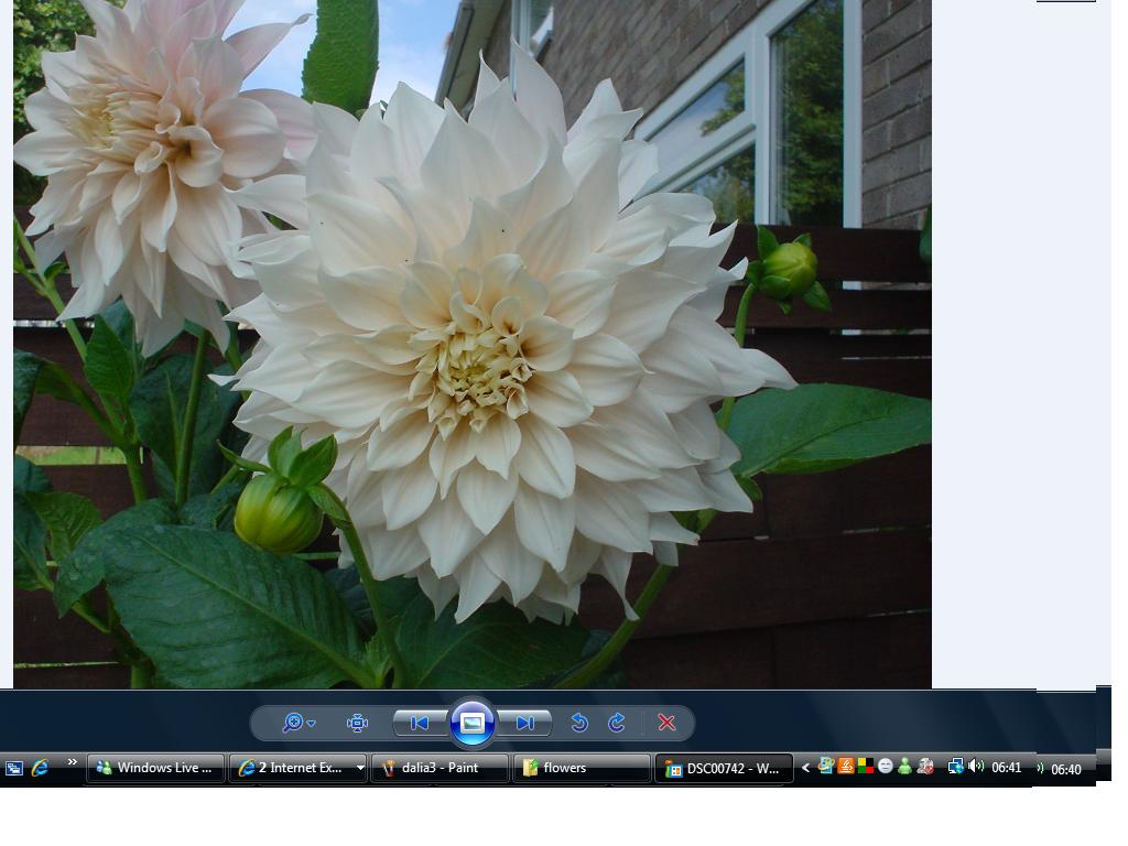 [Foto de planta, jardin, jardineria]