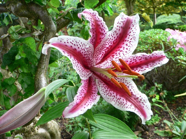 [Foto de planta, jardin, jardineria]