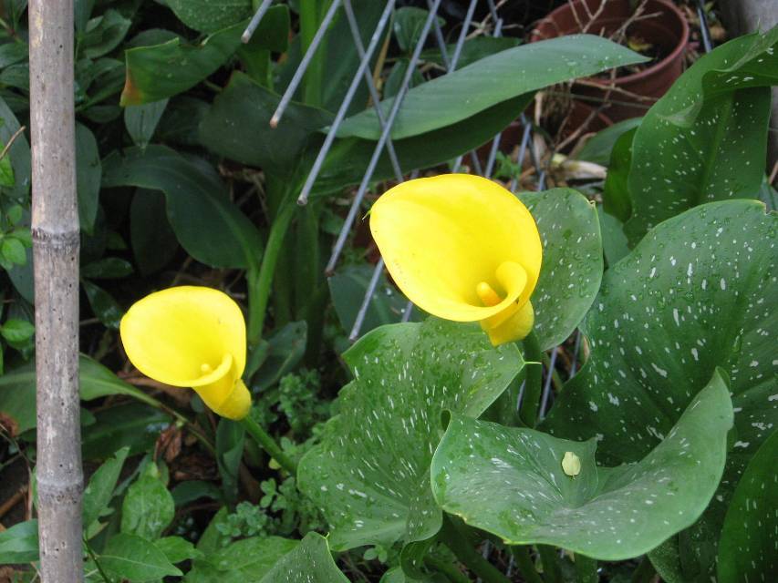 [Foto de planta, jardin, jardineria]